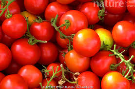 Attēlu rezultāti vaicājumam “Lycopersicon esculentum”