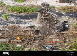 Image result for albatross dead chick