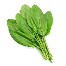 Attēlu rezultāti vaicājumam “Rumex acetosa”