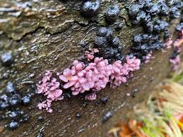 Attēlu rezultāti vaicājumam “Hypocrea gelatinosa”