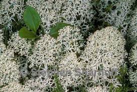 Attēlu rezultāti vaicājumam “Cladonia stellaris”