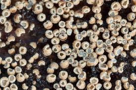 Attēlu rezultāti vaicājumam “Merismodes anomala”