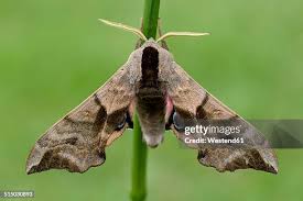Attēlu rezultāti vaicājumam “Smerinthus ocellata”