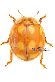 Attēlu rezultāti vaicājumam “Calvia decemguttata larva”