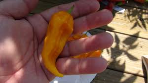 Afbeeldingsresultaat voor yellow fratali hot pepper