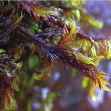 Attēlu rezultāti vaicājumam “Palustriella decipiens”