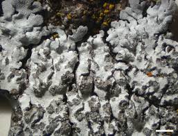 Attēlu rezultāti vaicājumam “Physconia enteroxantha”