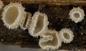 Attēlu rezultāti vaicājumam “Stemonitopsis hyperopta var. landewaldii stalked”