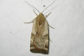 Attēlu rezultāti vaicājumam “Cryptocala chardinyi”