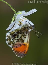 Attēlu rezultāti vaicājumam “Anthocharis cardamines male”