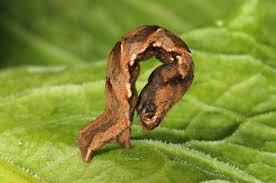 Attēlu rezultāti vaicājumam “Timandra comae”