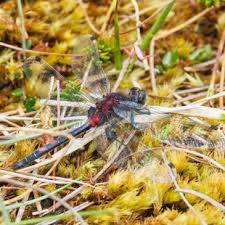 Attēlu rezultāti vaicājumam “Leucorrhinia dubia”