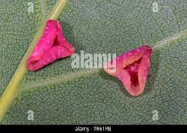 Attēlu rezultāti vaicājumam “Neuroterus albipes”