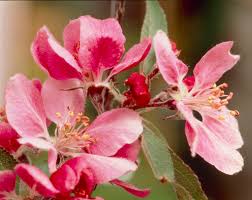 Attēlu rezultāti vaicājumam “Malus purpurea”