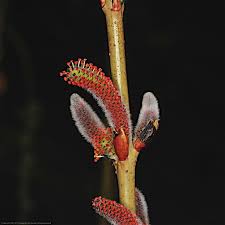 Attēlu rezultāti vaicājumam “Salix purpurea”