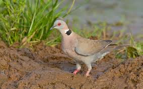 Attēlu rezultāti vaicājumam “Palustriella decipiens”