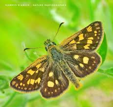 Attēlu rezultāti vaicājumam “Carterocephalus palaemon underside”