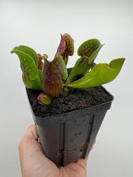 Attēlu rezultāti vaicājumam “Ceriporia purpurea”