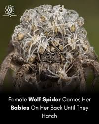 Attēlu rezultāti vaicājumam “Lycosidae”