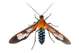 Attēlu rezultāti vaicājumam “Arctiidae”