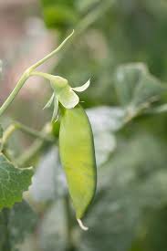 Attēlu rezultāti vaicājumam “Lathyrus tuberosus leaf”