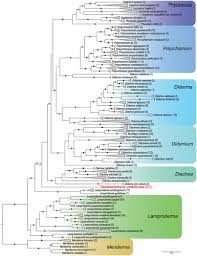 Attēlu rezultāti vaicājumam “Badhamia melanospora stalked”