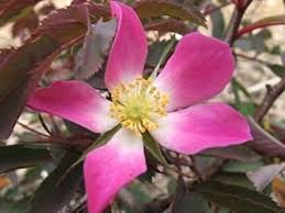 Attēlu rezultāti vaicājumam “Rosa glauca flower”