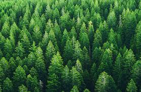 Znalezione obrazy dla zapytania green