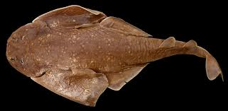 Image result for Squatina squatina