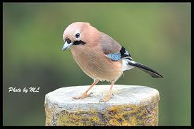 Attēlu rezultāti vaicājumam “Garrulus glandarius”