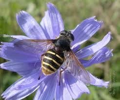 Attēlu rezultāti vaicājumam “Sericomyia silentis”