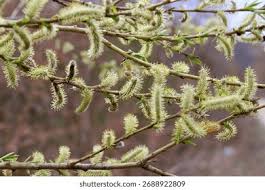 Attēlu rezultāti vaicājumam “Salix daphnoides subsp. acutifolia bud”