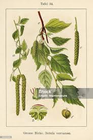 Attēlu rezultāti vaicājumam “Betula pendula flower”