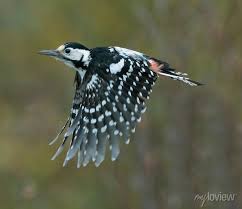 Attēlu rezultāti vaicājumam “Dendrocopos leucotos”