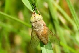 Attēlu rezultāti vaicājumam “Atylotus sp.”