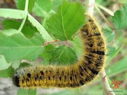 Attēlu rezultāti vaicājumam “Lasiocampa trifolii”