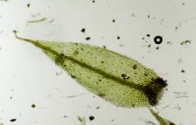 Attēlu rezultāti vaicājumam “Bryum pallescens sporophyte”