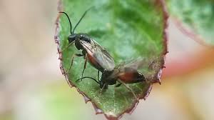 Attēlu rezultāti vaicājumam “Diplolepis rosae”