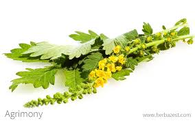 Attēlu rezultāti vaicājumam “Agrimonia pilosa flower”