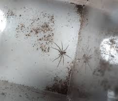 Attēlu rezultāti vaicājumam “Trichia longipalpis macro”