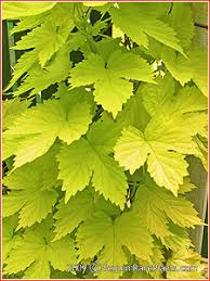 Attēlu rezultāti vaicājumam “Humulus lupulus leaf”
