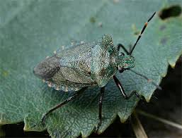 Attēlu rezultāti vaicājumam “Troilus luridus”