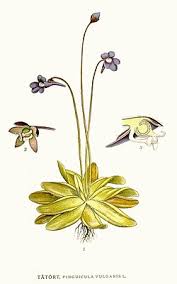 Attēlu rezultāti vaicājumam “Pinguicula vulgaris”