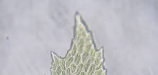 Attēlu rezultāti vaicājumam “Thamnobryum subserratum”