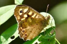 Attēlu rezultāti vaicājumam “Pararge aegeria underside”