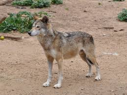 Image result for canis lupus arabs