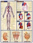 iNFOTHREAD » Science - Biology