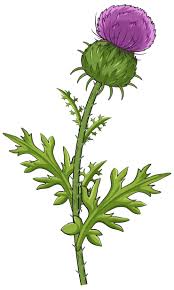 Attēlu rezultāti vaicājumam “Carduus crispus leaf”