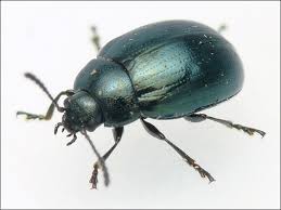 Attēlu rezultāti vaicājumam “Phaedon cochleariae”