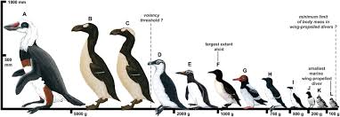 Image result for Pinguinus impennis